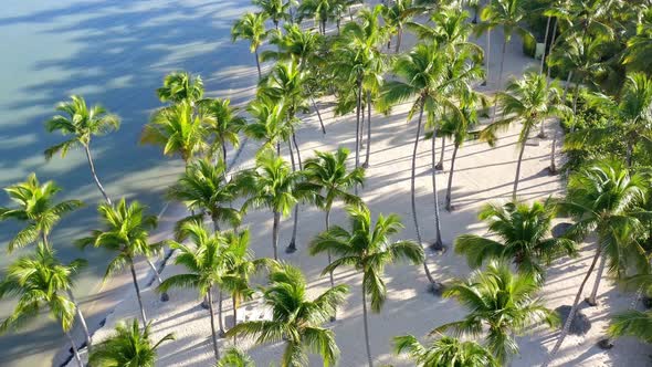 Idyllic tropical Caribbean beach - white sand and palm trees; aerial