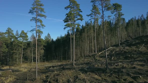 tall pines with seeds on a clearcutted forest area.