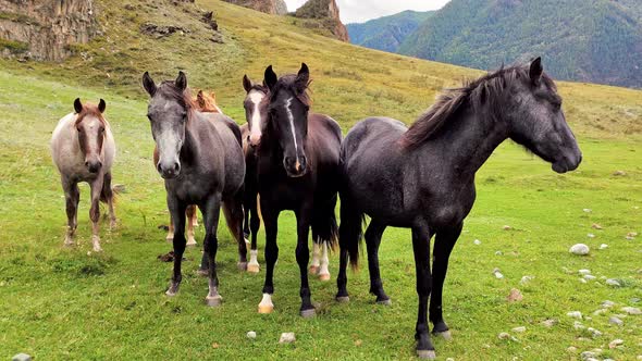 Herd of Horses Eating Grass at Sunset. Horses Graze in the Meadow. Six Black, Red and White Horses