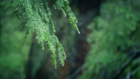 Branches Dripping In Forest Rainfall