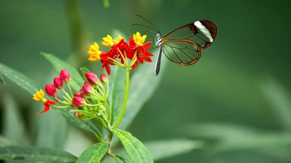 Butterfly World 43