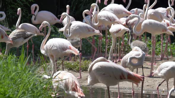 Slow motion shot of Pink Flamingo Family resting in pond during sunlight,close up