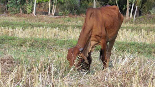 Mature brown cow grazing in a dry rice field, eating grass on a rural background.