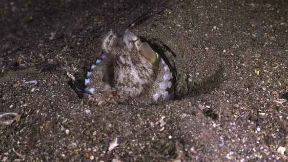 Coconut Octopus (Amphioctopus marginatus) playing with shell at night, wide angle shot