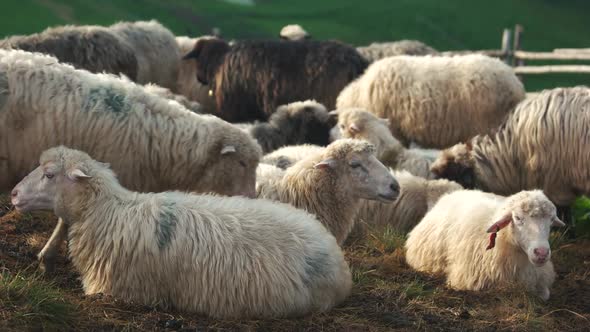 Sheeps in the Field