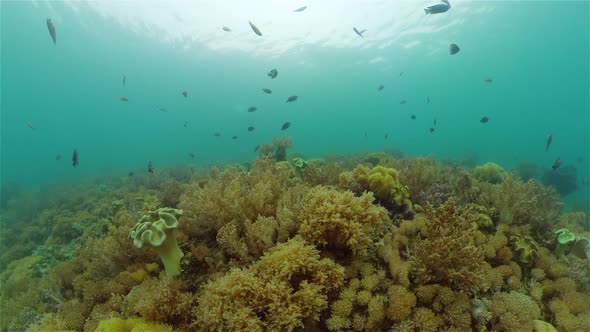 Coral Reef and Tropical Fish Underwater