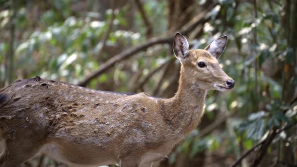 sika deer in forest