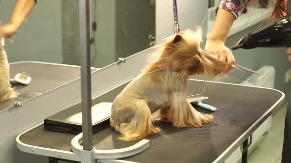 A Groomer Dries Hair of a Yorkshire Terrier with a Hair Dryer in a Vet Clinic