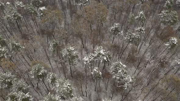 Early morning in snowed forest 4K drone video