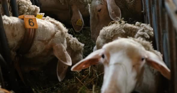 Sheeps on a Flock Farm