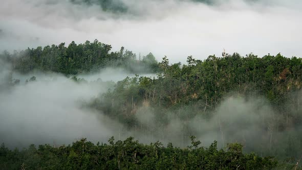 Fog Forest