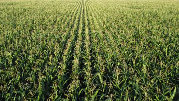 Corn field, flight over the tips of corn stalks, excellent growth