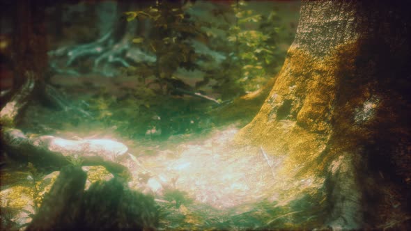 Tree Roots and Sunshine in a Green Forest alt