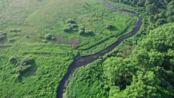 Green Forest and River in Summer