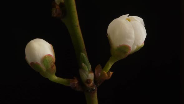 A Flower Blossoms on a Tree. Timelapse