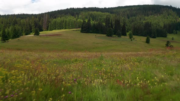 Drone flight over picturesque summer meadow