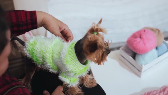 A Woman Sitting on the Chair and Measure the Body of Calm Puppy Yorkshire Terrier Dressed in Green