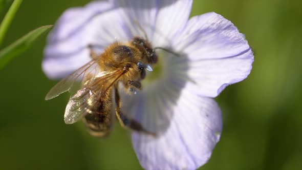 Macro shot of Queen bee collecting pollen in purple flower in grass field.