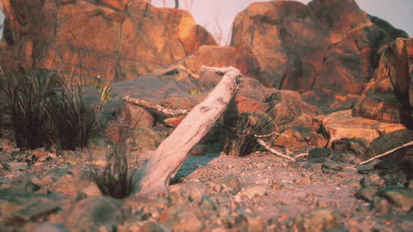 Dry Dead Tree Branches and Mountain Ridge