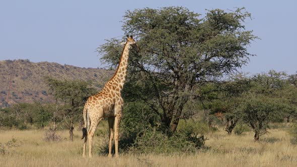 Giraffe Feeding On A Tree - South Africa