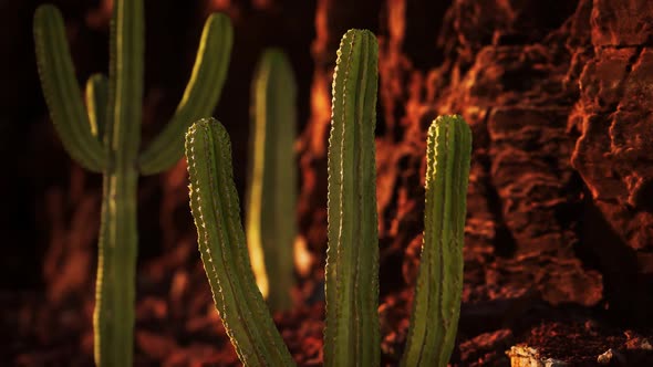 Cactus in the Arizona Desert Near Red Rock Stones