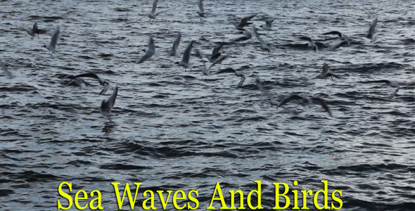 Sea Waves And Birds