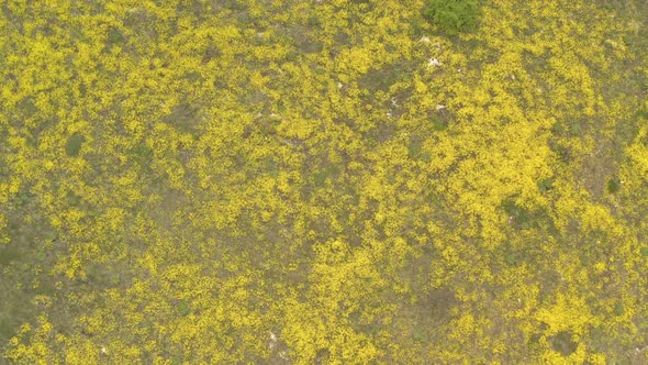 Hill under Basket of gold Alyssum Aurinia saxatilis flower 4K aerial video