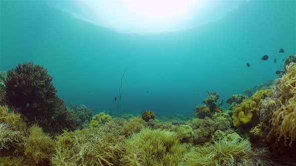 Coral Reef and Tropical Fish Underwater