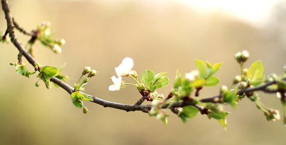 Single Cherry Flower