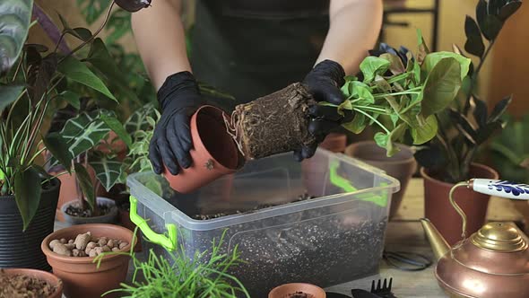 Gardener getting plant out from the nursery pot to show roots