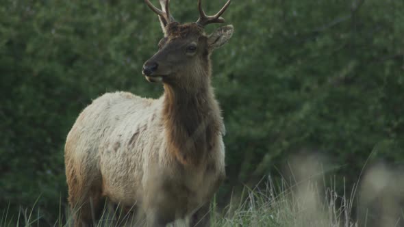 Elk in a field eating grass, including a large buck, with a green background of foliage