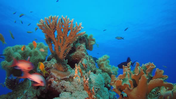 Tropical Colourful Reef