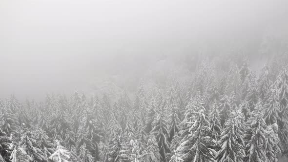 Aerial View of a Frozen Forest with Snow Covered Trees at Winter During Foggy Journey