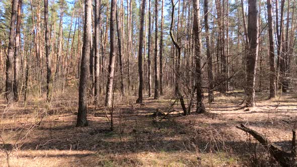 Forest with Pines with High Trunks During the Day