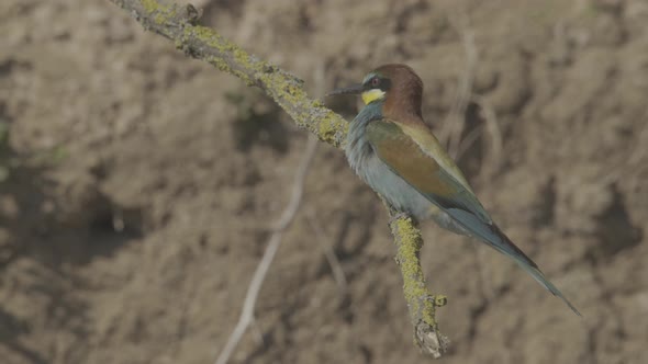 European Beeeater or Merops Apiaster