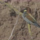 European Beeeater or Merops Apiaster - VideoHive Item for Sale