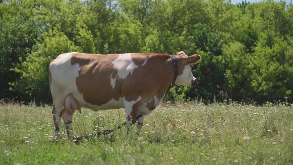 A Ginger Cow Stands in a Summer Meadow