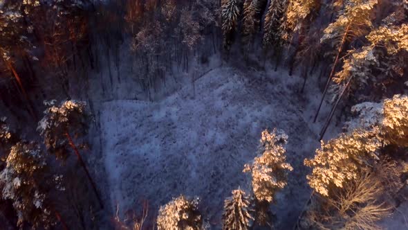 AERIAL with Winter Snowy Forest in Golden Light