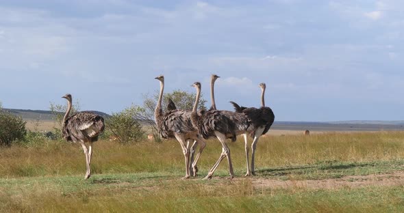 Ostrich, struthio camelus, Males and Females walking through Savanna, Masai MaraPark in Kenya