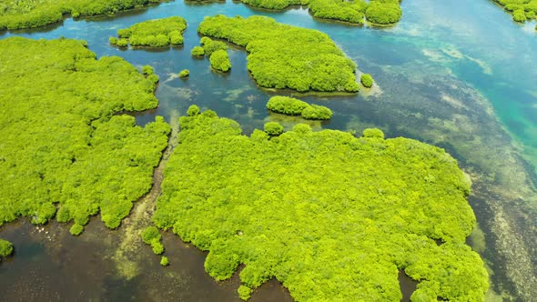 Aerial View of Mangrove Forest and River.