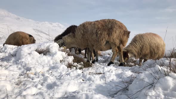 Sheep Herd