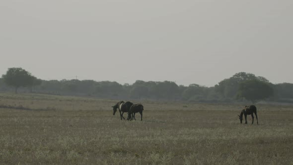 free grazing horses and breeding in the Italian plain in Puglia on sunset