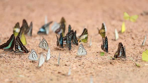 Group of  butterfly on the ground (Common Jay, Graphium antiphates itamputi (Butler)