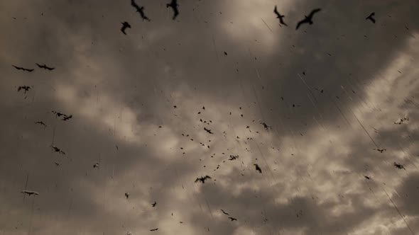 Birds Flying and Rain Background