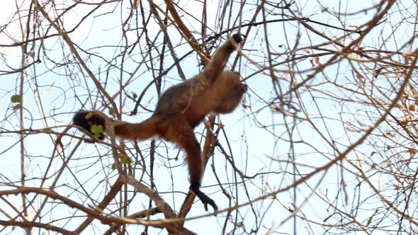 A capuchin monkey climbs branches in the treetops of the Amazon rain forest - slow motion