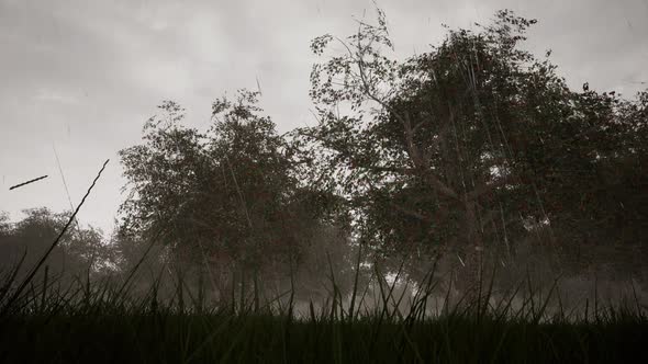 Spring Water and Drops Forest Landscape