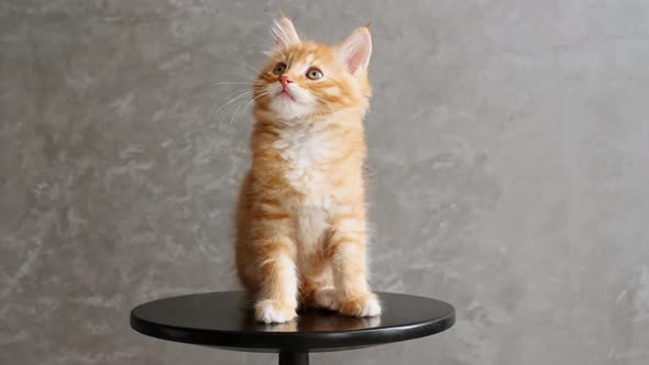 Ginger Kitten Playing Sitting on a Chair on Gray Background