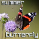 Butterfly and Summer Flowers - VideoHive Item for Sale
