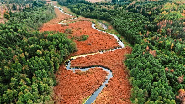 River and swamps in autumn, aerial view of nature, Poland