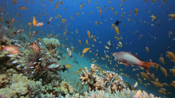 Coral Reef with Lion-Fish